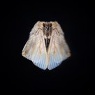 The Moth